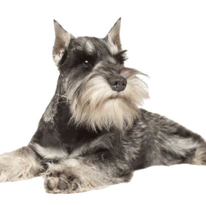 Zwergschnauzer (6)