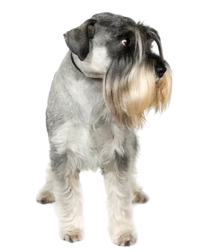 Standard Schnauzer (2)