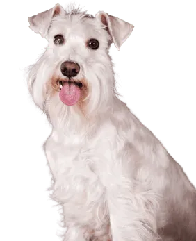 Schnauzer profile