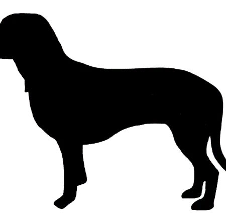 Schweizerischer Niederlaufhund