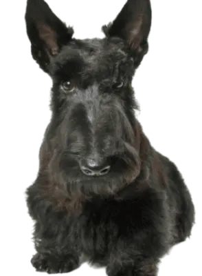 Scottish Terrier