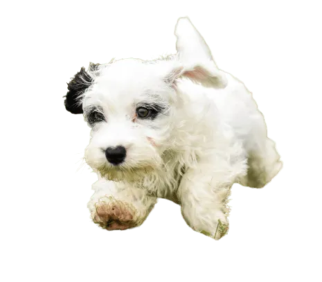 Sealyham Terrier (7)