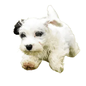 Sealyham Terrier (7)