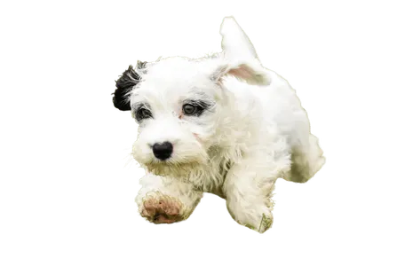 Sealyham Terrier (7)