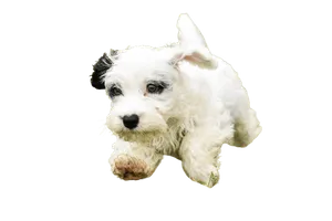 Sealyham Terrier (7)