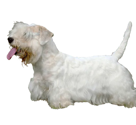 Sealyham Terrier (3)