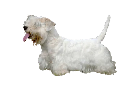 Sealyham Terrier (3)