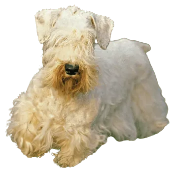 Sealyham Terrier
