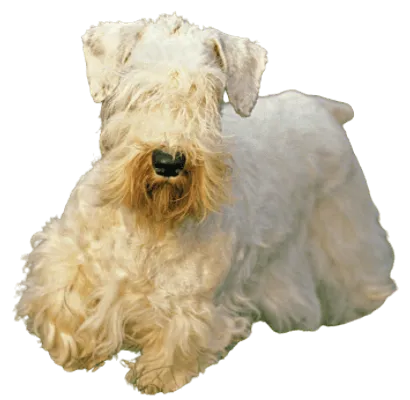 Sealyham Terrier
