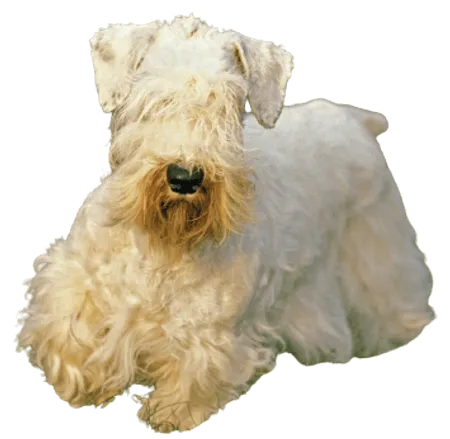 Sealyham Terrier