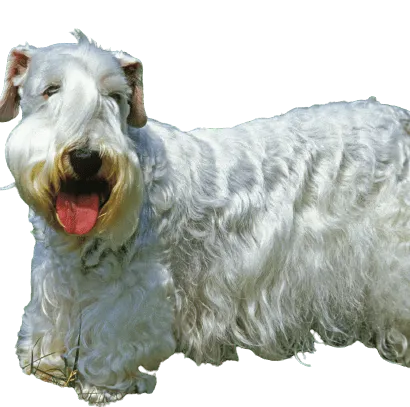 Sealyham Terrier (4)