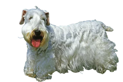 Sealyham Terrier (4)