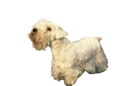 Sealyham Terrier (6)