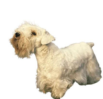 Sealyham Terrier (6)