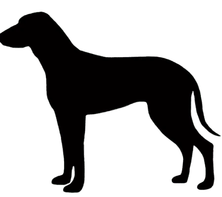 Segugio Italiano (Kurzhaar)