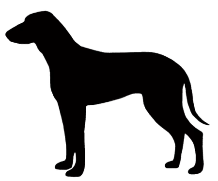 Segugio Italiano (Kurzhaar)