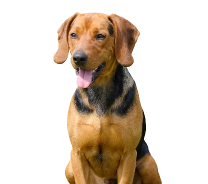 Serbischer Laufhund