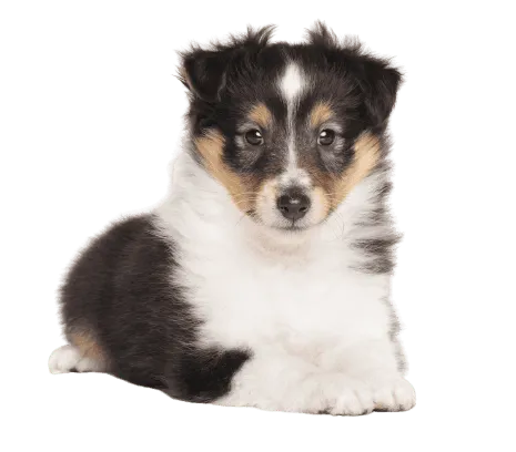 Shetland Sheepdog (2)