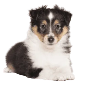 Shetland Sheepdog (2)