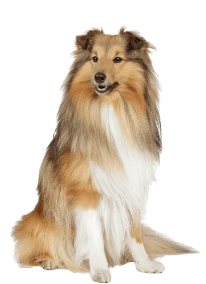 Shetland Sheepdog (1)