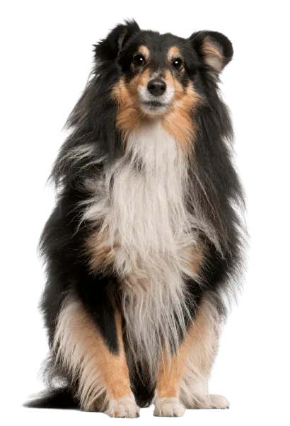 Shetland Sheepdog (5)
