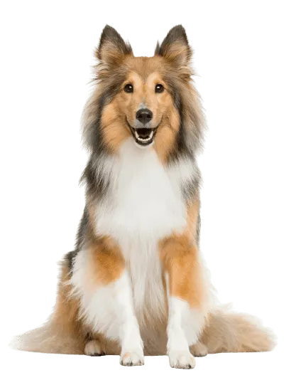 Shetland Sheepdog (6)