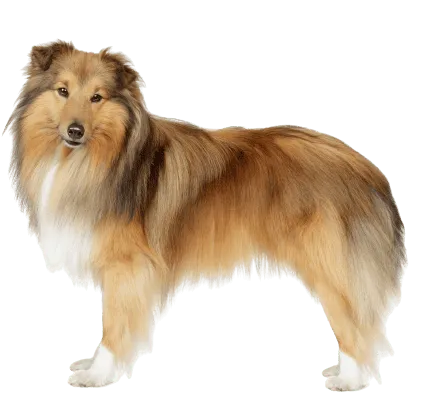 Shetland Sheepdog (4)