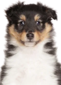 Shetland Sheepdog