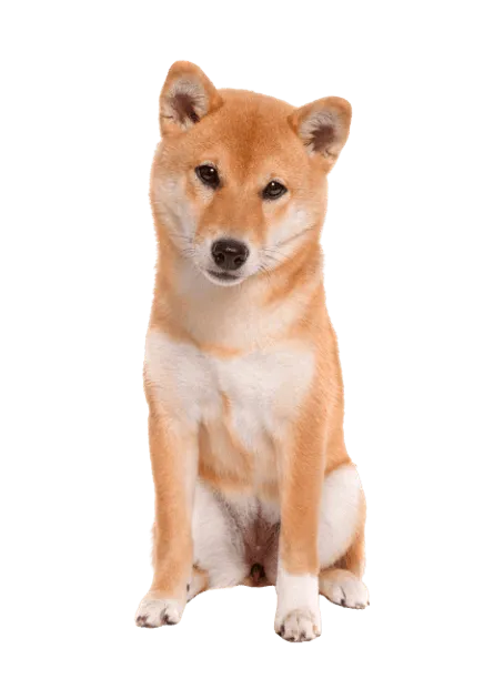 Shiba Inu Adult