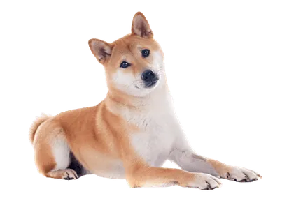 Shiba Inu (2)