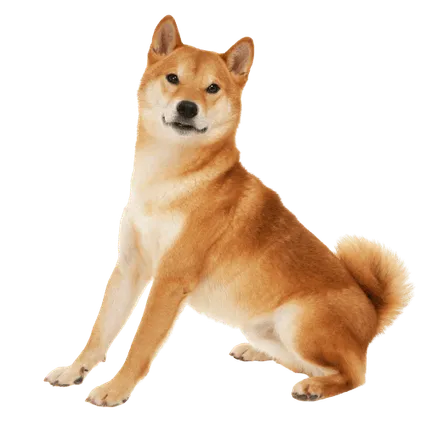 Shiba Inu (1)