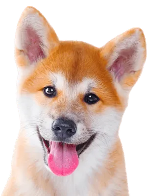 Shiba Inu Profile