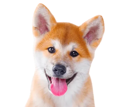 Shiba Inu Profile