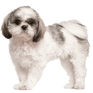 Shih Tzu Puppy