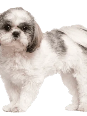 Shih Tzu