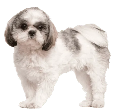 Shih Tzu Puppy