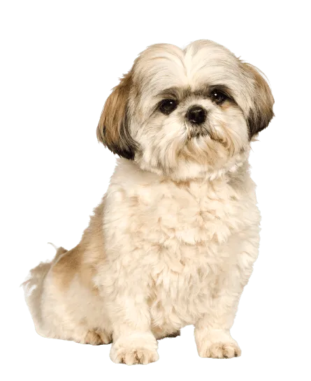 Shih Tzu 3
