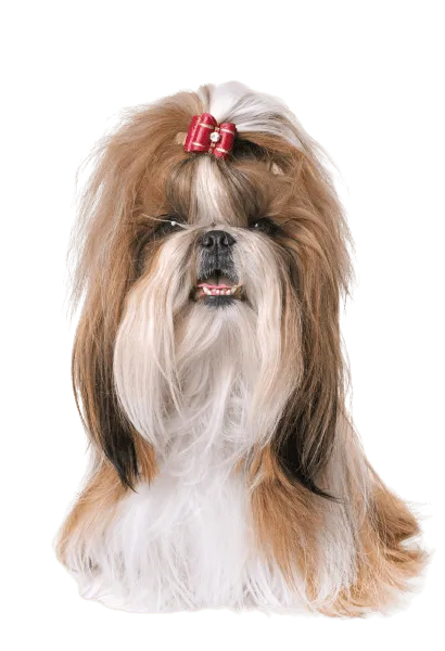 Shih Tzu Senior