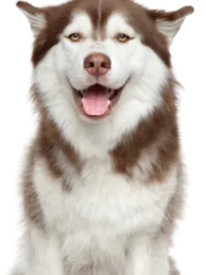 Siberian Husky (7)