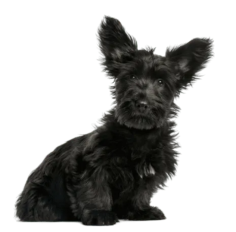 Skye Terrier (6)