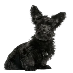 Skye Terrier (6)