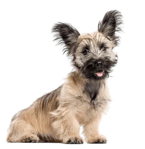 Skye Terrier (7)