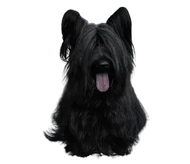 Skye Terrier