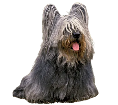 Skye Terrier Bild 4