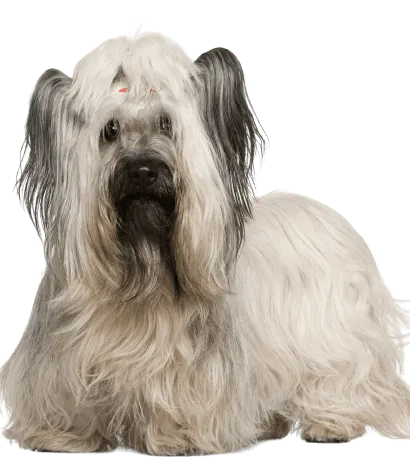 Skye Terrier