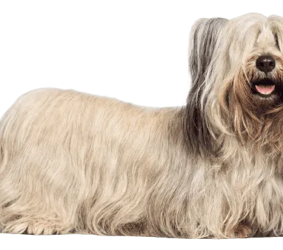Skye Terrier - Gesundheit