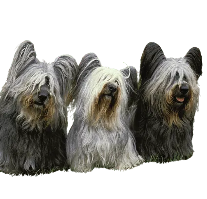 Skye Terrier