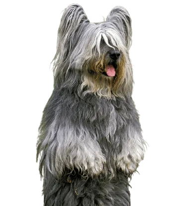 Skye Terrier