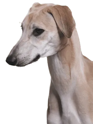Sloughi
