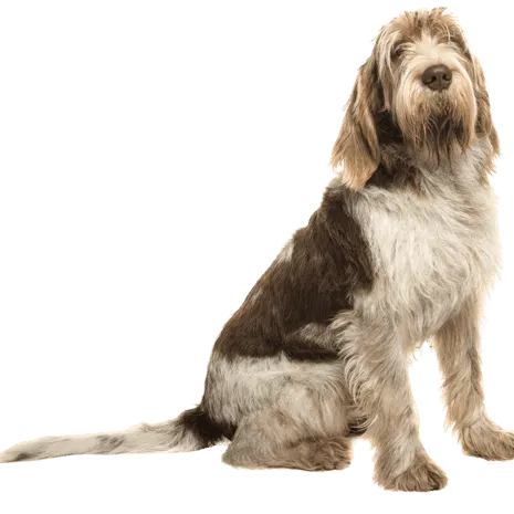 Spinone Italiano